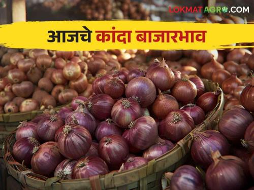 Kanda Bajarbhav How much onion arrived in Nashik district see todays market price | Kanda Bajarbhav : नाशिक जिल्ह्यात कांद्याची किती आवक झाली? वाचा आजचे बाजारभाव