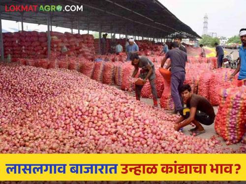 Latest News Kanda Bajarbhavtoday 4 September onion market price in Nashik and Ahmednagar market see details | Kanda Bajarbhav : नाशिक आणि अहमदनगर मार्केटला कांदा बाजारभावात फरक किती? वाचा आजचे बाजारभाव