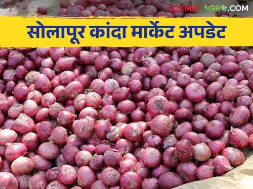 Kanda Bajar Bhav : New onion arrival increased in Solapur market Committee How is the price getting Read more | Kanda Bajar Bhav : सोलापूर बाजार समितीमध्ये नव्या कांद्याची आवक वाढली कसा मिळतोय दर वाचा सविस्तर