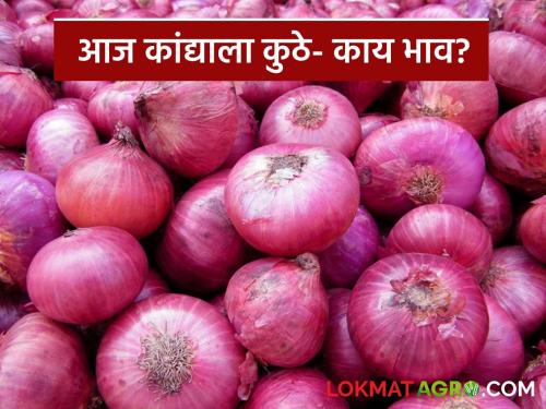Latest news Kanda Bajar Bhav see onion price for per quintal in Pune-Pimpri market | Kanda Market : पुणे-पिंपरी बाजारात कांद्याला क्विंटलमागे काय दर मिळतोय? वाचा सविस्तर 