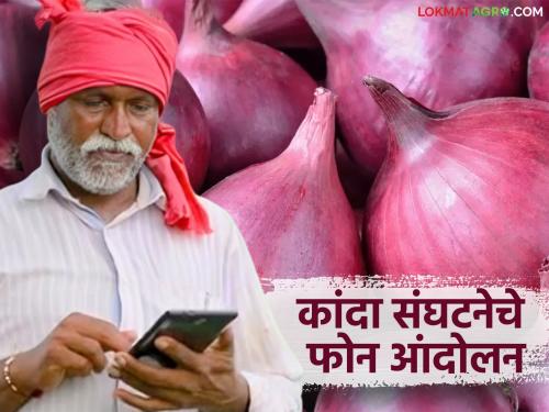 Latest news kanda Rate Issue Onion prices fall, organization launches statewide phone call protest | Kanda Market : कांदा संघटना आक्रमक, राज्यव्यापी फोन आंदोलनातून मंत्र्यांना जाब विचारणार 