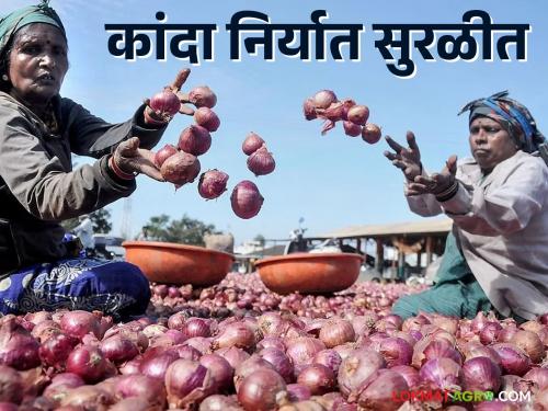 Latest news agriculture news Onion export started no market rate issue know in detail  | Onion Export : कांदा निर्यात सुरळीत, बाजारभावही स्थिर, जाणून घ्या सविस्तर 