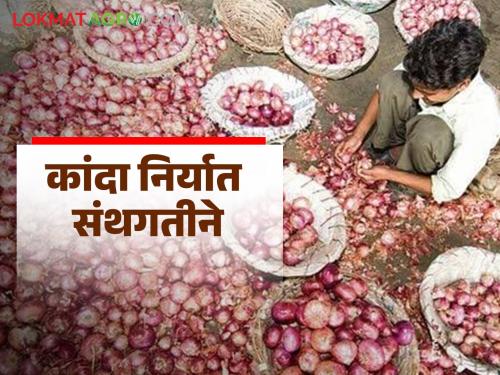 Latest News Kanda Market onion exports slow and also market prices down Read in detail | Kanda Market : कांद्याची निर्यात संथगतीने का? दरवाढ न होण्याचे कारण काय?