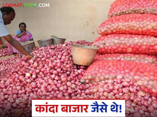 Latest News Kanda Marrket no increase in onion prices despite abolition of export duty, see todays market price | Kanda Market : कांदा निर्यातशुल्क रद्द करूनही दरात वाढ नाही, काय दर मिळतोय? 