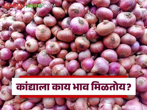 latest News Kanda Bazaar Bhav todays unhal kanda market prices in maharashtra market | Kanda Bajar Bhav : कुठे घसरण तर कुठे दिलासा, राज्यातील कांदा बाजारात काय स्थिती आहे?
