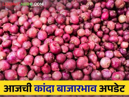 Latest News Kanda Bajarbhav todays 13 sep 2024 onion market price in nahik, ahmednagar see details | Kanda Bajarbhav : राज्यातील उन्हाळ कांदा आवक किती? वाचा आजचे बाजारभाव