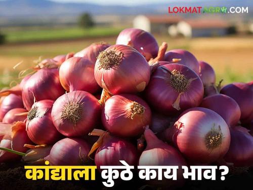 Latest News Kanda Bajarbhav Highest Onion Price in Nashik's kanda Market see details | Kanda Bajarbhav: नाशिकच्या 'या' बाजारात कांद्याला सर्वाधिक भाव, वाचा आजचे बाजारभाव