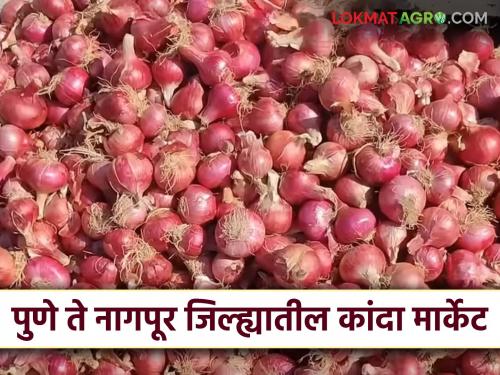 Latest news unhal kanda market onion prices from Pune district to Nagpur district Read in detail | Kanda Market : पुणे जिल्ह्यापासून ते नागपूर जिल्ह्यापर्यंत कांदा दर कसे आहेत? वाचा सविस्तर 