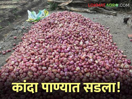 Latest news kanda Nuksan Onion seeds rot in unseasonal rains, farmers file for compensation | Kanda Nuksan : अवकाळी पावसात कांद्याची दाणादाण, नुकसानभरपाईसाठी शेतकऱ्यांचे निवेदन 