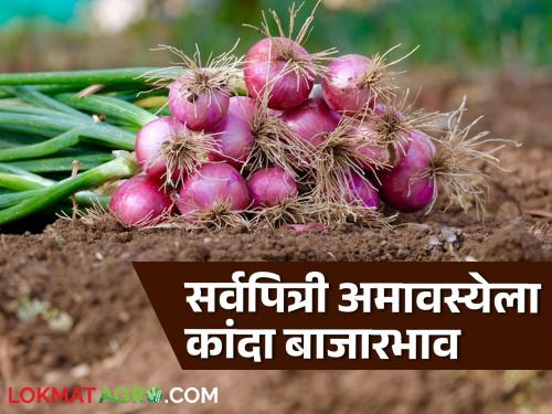 Latest News Kanda Bajarbhav onion market price in Lasalgaon-Nifad market on Sarvapitri Amavasya see details | Kanda Bajarbhav : सर्वपित्री अमावस्येला लासलगाव-निफाड बाजारात काय भाव? वाचा कांदा बाजारभाव 