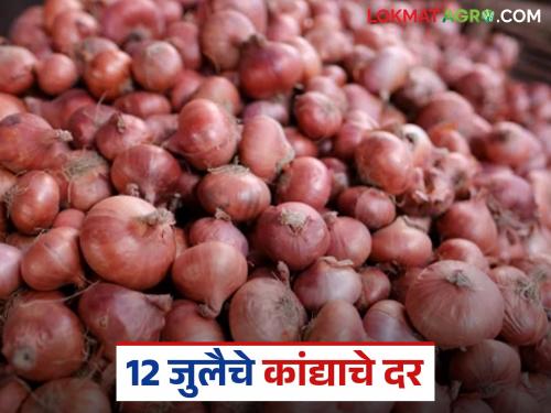 latest News Kanda market Todays unhal kanda market price in lasalgaon and see nafed onion price | Kanda Market : लासलगाव कांदा मार्केटला काय दर मिळाला, आजचा नाफेडचा भाव किती? 