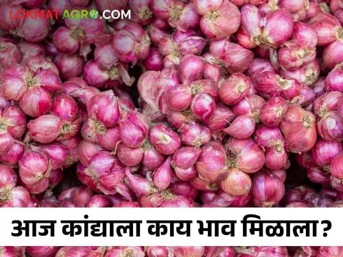 Latest News Kanda Bajarbhav Summer onion price in Ahmednagar district, read today's onion market price | Kanda Bajarbhav : अहमदनगर जिल्ह्यात उन्हाळ कांद्याचा दर, वाचा आजचे बाजारभाव