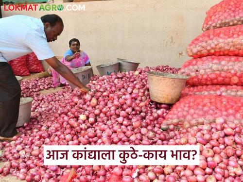 Latest news Kanda Bajar Bhav Price improvement in Lasalgaon onion market including Nashik | नाशिकसह लासलगाव कांदा बाजारात दरात सुधारणा, तुमच्याकडे काय दर मिळतोय? 