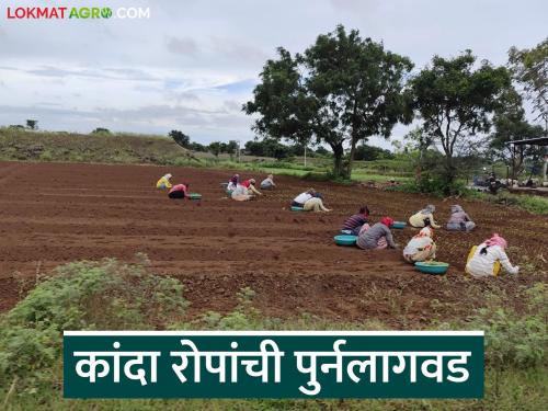 Latest news kanda Lagavd When can onion plants be replanted Understand planting planning | कांदा रोपांची पुर्नलागवड कधीपर्यंत करता येईल, लागवडीचे नियोजन समजून घ्या