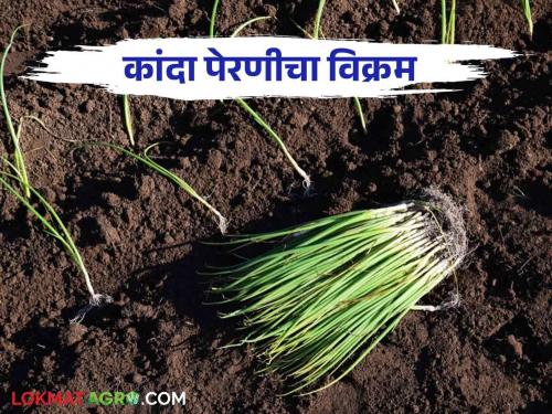 After 30 years, This District is onion sown on 27 thousand hectares in Kharif season this year | तीस वर्षानंतर यंदा खरिपात या जिल्ह्यात कांद्याची २७ हजार हेक्टरवर पेरणी