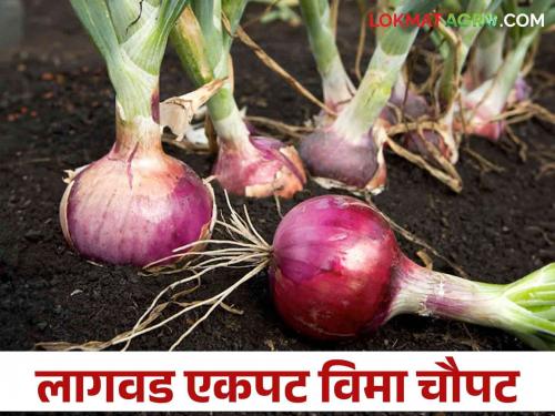 Big news about crop insurance.. Onion planted on 75 thousand hectares, 2.63 lakh hectares insured | पिक विम्याबद्दल मोठी बातमी.. कांदा लावला ७५ हजार हेक्टरवर, विमा काढला २.६३ लाख हेक्टरचा