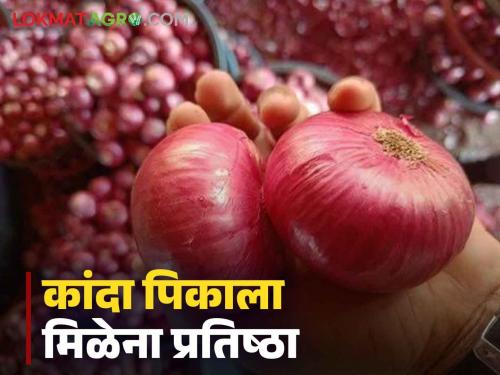 Nashik Onion Issue Vidhansabha Election 2024 Pending questions on onion rates and export policy remain read in detail | Nashik Onion Issue : कांद्याचे तेच प्रश्न, तीच आंदोलने, दराचा मुद्दा रेंगाळतोय, वाचा सविस्तर 