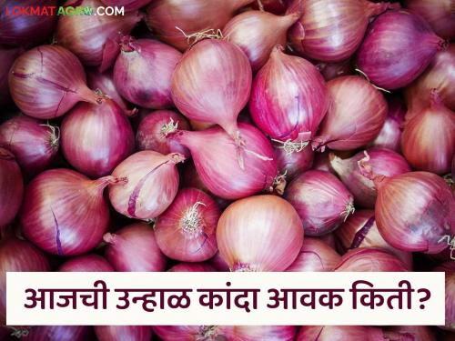 Latest News Onion market Red onion prices down, see unhal kanda bajarbhav in nashik market | Kanda Bajar Bhav : लाल कांदा दरात कमालीची घसरण, उन्हाळ कांद्याला काय दर मिळतोय? 