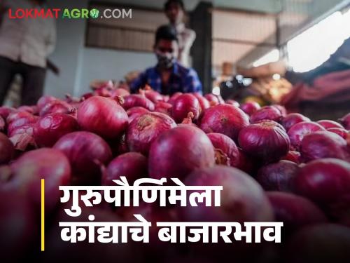 Latest News Todays Local Kanda Market Price in Pune onion market check here details | Kanda Market : पुणे बाजारात लोकल कांद्याला काय भाव? वाचा आजचे बाजारभाव