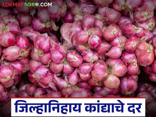 latest News kanda market see district-wise onion market price on September 17th | Kanda Market : आज 17 सप्टेंबरला कांद्याला जिल्हानिहाय काय दर मिळाले, वाचा सविस्तर 
