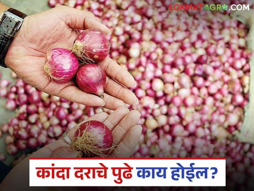 Latest News Kanda Market prediction of onion prices in august month Read in detail | Kanda Market : ऑगस्ट महिन्यात कांद्याला काय दर मिळतील, परिस्थिती काय राहील? वाचा सविस्तर 