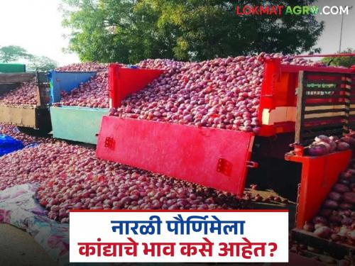 Latest news Kanda Market Onion prices on August 8, Narali Purnima in maharashtra | Kanda Market : नारळी पौर्णिमेला राज्यात कांद्याला प्रति क्विंटल काय भाव मिळाला? वाचा सविस्तर 