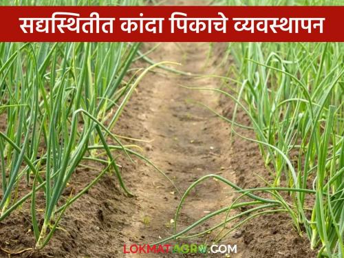 Latest News Kanda Crop Management Care to be taken in onion nursery and crop in cloudy weather, read in detail | Kanda Crop Management : ढगाळ वातावरणामध्ये कांदा रोपवाटिका व पिकाची घ्यावयाची काळजी, वाचा सविस्तर