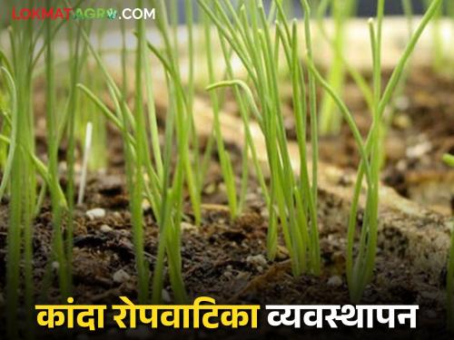 Latest News Do these things in the nursery to get good onion seedlings, read in detail | कांद्याचे चांगले रोप तयार होण्यासाठी रोपवाटिकेत 'या' गोष्टी करा, वाचा सविस्तर 