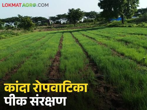 Latest News Kanda Ropvatika break the life cycle of diseases and pests in onion nursery | कांदा रोपवाटिकेवरील रोग, किडींचा जीवनक्रम तोडण्यासाठी काय कराल, वाचा सविस्तर 