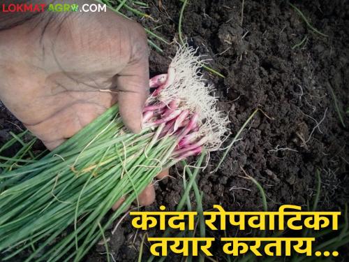 Read these ten important tips for planning an onion nursery | कांदा रोपवाटिका तयार करण्याचं नियोजन करताय वाचा ह्या महत्वाच्या दहा टिप्स