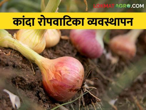 Latest News Onion cultivation How to manage onion nursery Know in detail  | Onion cultivation : कांदा रोपवाटिका व्यवस्थापन कसे कराल? जाणून घ्या सविस्तर 