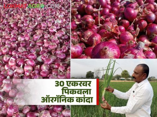 Latest news 3 thousand quintals of organic onion grown in Nashik, Satana farmer's record | नाशिकमध्ये पिकवला 3 हजार क्विंटल ऑरगॅनिक कांदा, सटाण्याच्या शेतकऱ्याची कमाल