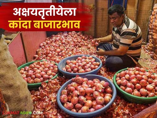 Latest news price of onion in maharashtra market on Akshaya Tritiya see details | Kanda Bajar Bhav : अक्षय तृतीयेला राज्यातील बाजारात कांद्याला काय भाव मिळाला? वाचा आजचे दर