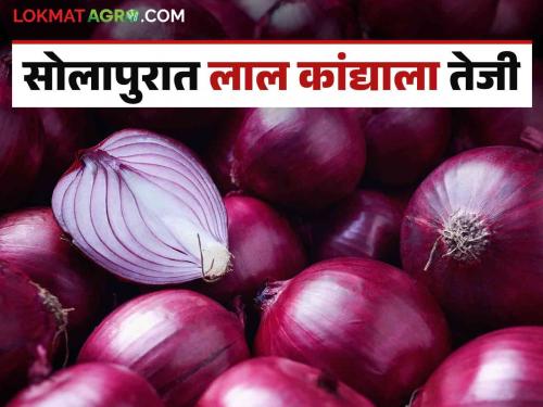 Latest News Kanda Market Increase in red onion price in Solapur market, see today kanda bajarbhav | Solapur Kanda Market : सोलापूर बाजारात लाल कांदा दरात तेजी, वाचा आजचे बाजारभाव