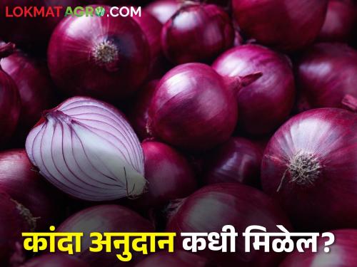 Five thousand farmers are still deprived of onion subsidy | पाच हजार शेतकरी अद्यापही कांदा अनुदानापासून वंचितच