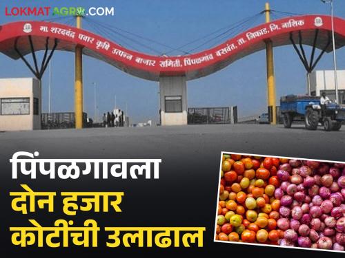 Latest news Pimpalgaon onion-tomato market generates turnover of Rs 2 thousand crore | पिंपळगाव कांदा- टोमॅटो मार्केटमधून दोन हजार कोटी रुपयांची उलाढाल, वाचा सविस्तर 