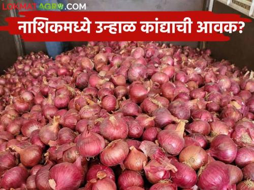 Latest News Kanda Bajarbhav Inflow of red onion increased todays onion market price | Kanda Bajarbhav : सोलापुरात लाल कांद्याची आवक वाढली, वाचा आजचे सविस्तर कांदा बाजारभाव