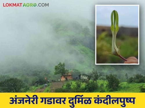 Latest News Agriculture News Need conservation of rare Cyropegia anjenerica at Anjaneri Fort Read in detail  | Agriculture News : अंजनेरी गडावरील दुर्मिळ कंदीलपुष्प संवर्धनाची गरज? वाचा सविस्तर 