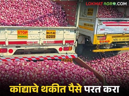 Latest News Farmers not getting money from NAFED, NCCF, dues of Rs 200 crore, read in detail | नाफेड, एनसीसीएफकडून शेतकऱ्यांना पैसे मिळेना, 200 कोटींची थकबाकी, वाचा सविस्तर 