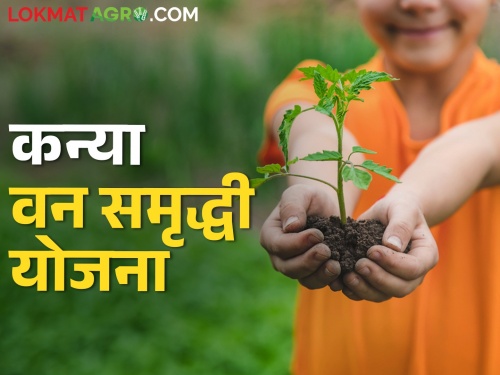 latest news Kanya Vanasmriddhi Yojana to promote tree plantation and women impowerment | तुमच्या मुलीच्या नावे करा वृक्ष लागवड, सरकार करेल मदत, काय आहे योजना? 