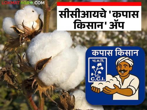 latest news CCI Cotton Farmers App: CCI's 'Cotton Kisan' app; Online registration of cotton for farmers begins | CCI Cotton Farmers App : सीसीआयचे 'कापस किसान' ॲप; शेतकऱ्यांसाठी कापसाची ऑनलाइन नोंदणी सुरू