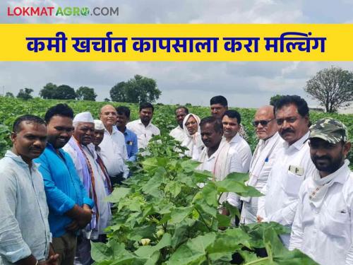 Mulching in cotton for better yield at low cost-Dr. S. S. Mane's advice | कमी खर्चात चांगल्या उत्पादनासाठी कापसात मल्चिंग करा- डॉ. एस. एस. माने यांचा सल्ला