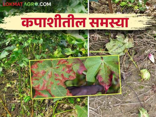 Remedies for excess vegetative growth, leaf and flower drop, red leaf in cotton | कपाशीतील कायीक वाढ, पाते, फुलगळ आणि लाल्यावर हे करा सोपे उपाय