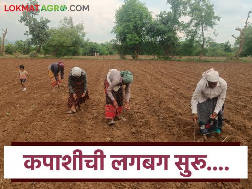 latest news Cotton Sowing: Cotton sowing begins in Amravati district, more rain is needed for soybeans Read in detail | Cotton Sowing : अमरावती जिल्ह्यात कपाशीची पेरणी सुरू; सोयाबीनसाठी अजून पाऊस हवा वाचा सविस्तर