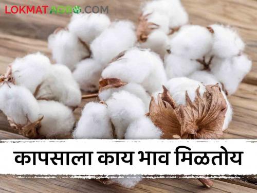 Latest News Kapus Bajarbhav Cotton Market price in Katol, Wardha market see details | Cotton Market : काटोल, वर्धा बाजारात कापसाला काय भाव मिळतोय? वाचा आजचे बाजारभाव