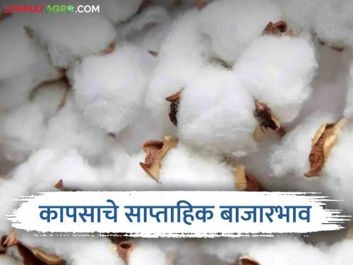 Latest News Cotton Market Price in Nagpur, Yavatmal, Akola market last week see details | Cotton Market : नागपूर, यवतमाळ, अकोला बाजारात कापसाला मागील आठवड्यात काय भाव मिळाला? 