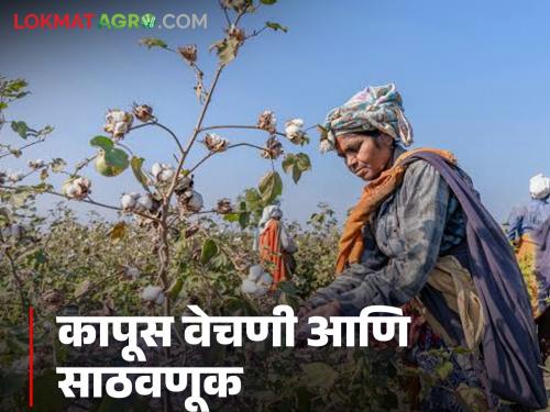 Latest News kapus vechani What care should be taken while picking and storing cotton Read in detail  | Cotton Production : कापसाची वेचणी व साठवणूक करताना काय काळजी घ्यावी? वाचा सविस्तर 