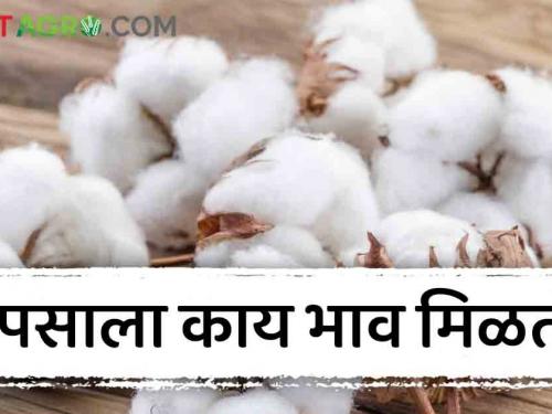 Latest News Cotton Market msp price of cotton in market in Akola see market price | Cotton Market : अकोल्यातील 'या' बाजारात कापसाला हमीभाव, वाचा आजचे बाजारभाव