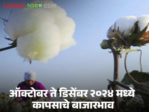 Latest News How will cotton market prices be in October-December 2024 Know in detail | Cotton Future Market : ऑक्टोंबर-डिसेंबर 2024 मध्ये कापसाचे बाजारभाव कसे असतील? जाणून घ्या सविस्तर