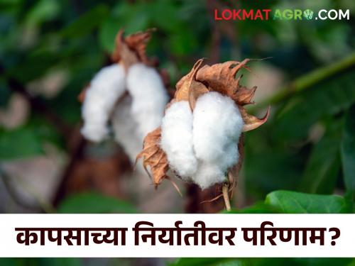 Latest News Bangladesh Protest impact on export of three lakh bales of cotton in trouble  | Bangladesh Protest : बांग्लादेशातील अस्थिरता, कापसाच्या तीन लाख गाठींची निर्यात अडचणीत 